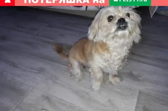 Найдена собака в районе 8 гор. больницы, Саратов