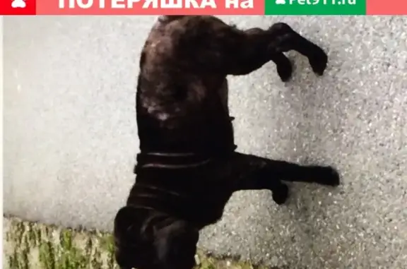 Найдена собака в парке Солнечный остров, Краснодар