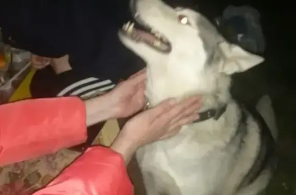 Собака хаски найдена на Казахской 27
