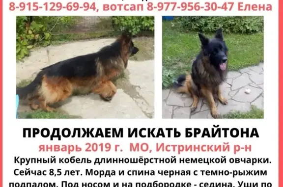 Пропала собака в Истринском р-не, МО - Брайтон, немецкая овчарка.