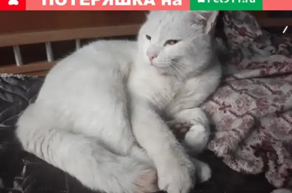 Пропала кошка Котик на улице Елизаровых