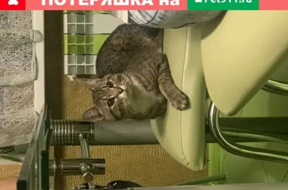 Найден ухоженный котик на ул. Димитрова в Воронеже