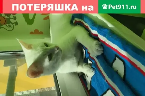Найден кот на ул. Старокрымская, 15к2 в Москве