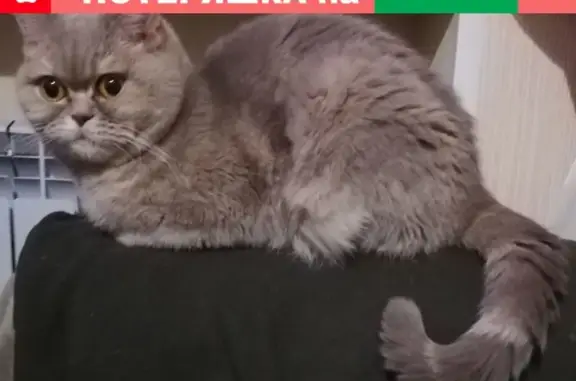 Пропала кошка Британка в Москве, вознаграждение