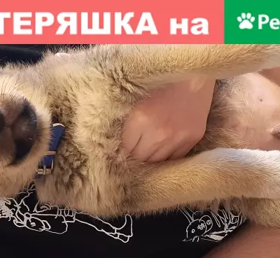 Собака без имени и клейма найдена в Челябинске