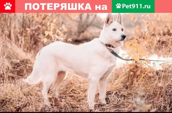 Пропала белая собака в Боровском районе, вознаграждение за информацию!