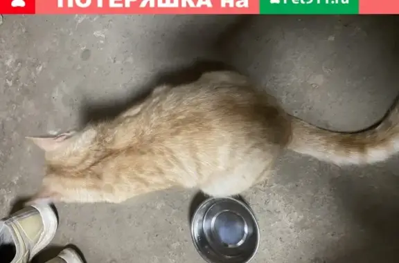 Найден котенок в Новоачалово, Астрахань
