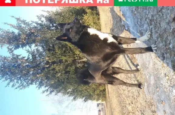 Пропала собака «Верный» в Белинском районе
