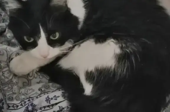 Найдена кошка на Кантемировской, дом 3