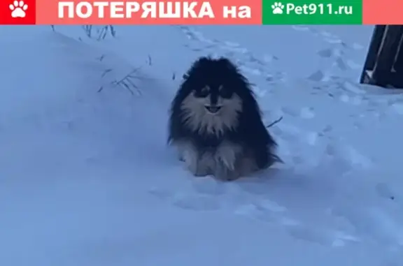 Пропала собака Мальчик в Белгороде