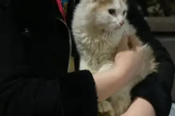 Найден бело-рыжий кот в Головинском районе Москвы