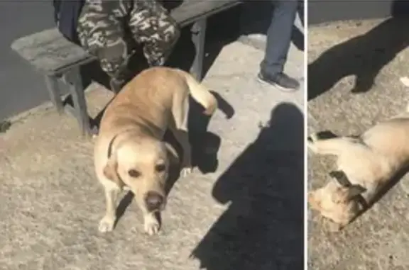 Найдена собака в Химках на Железнодорожной улице