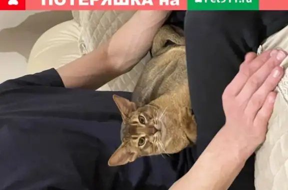 Пропала кошка Мальчик в Астрахани