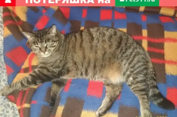 Пропала шпротная кошка в СНТ НАДЕЖДА, деревня Семенково