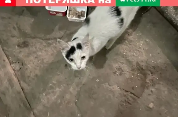 Найдена кошка: 2-й Кожуховский проезд, 9