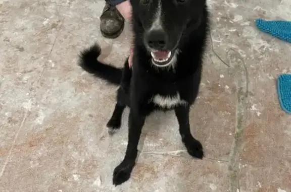 Найдена собака в Парке Кусково, ищут новых хозяев.