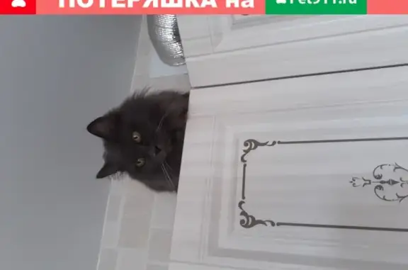 Пропала кошка в Братске: сибирская, серая, пушистая.