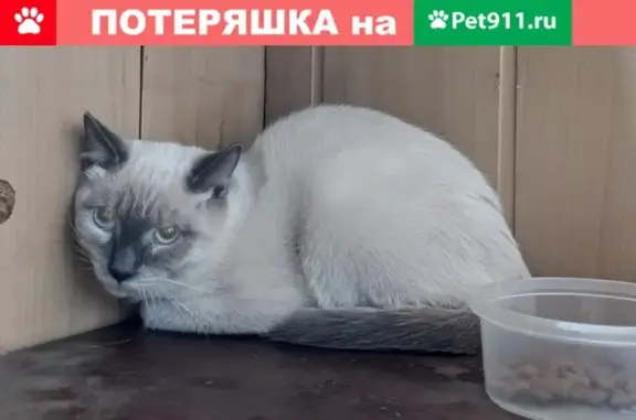 Найдена сиамская кошка на балконе в Красноярске