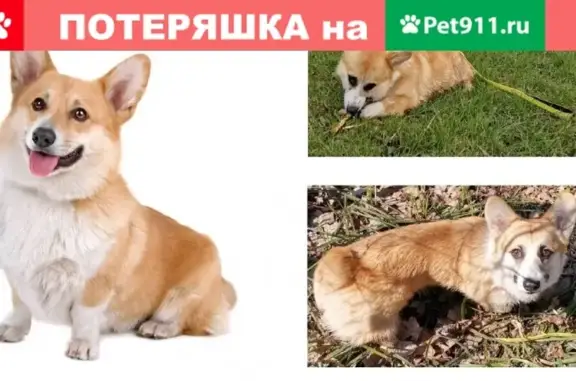 Пропала собака Корги Лёва в Коммунарке, вознаграждение 20 000 р.