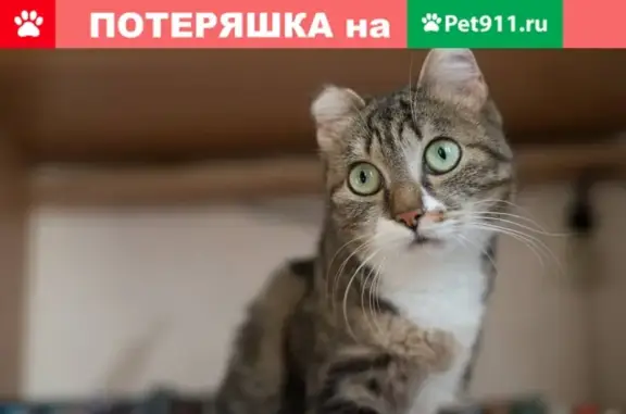 Пропала кошка Потата, Барнаул, 3 этаж.