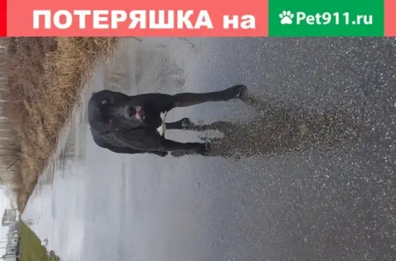 Найден пёс в Шушарах, Санкт-Петербург