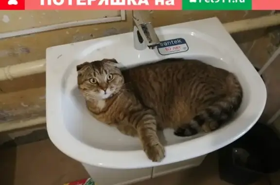 Пропала вислоухая кошка в Челябинске.