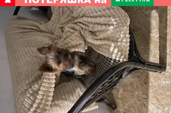 Пропала собака Боня в Москве