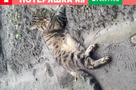 Пропала кошка Котя в СНТ Литейщик, Воскресенского района
