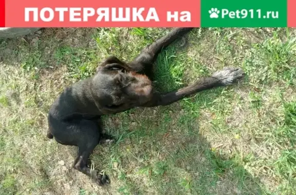 Пропала собака в Хабаровске, пос. Берёзовка: дратхаар, кобель, 4 года.