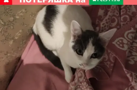 Пропала кошка на Новокуркинском шоссе, 51