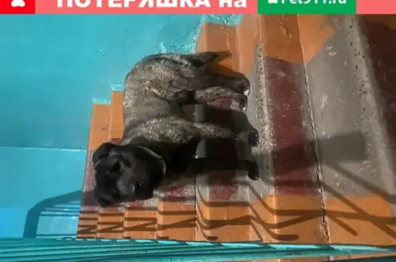 Найден щенок в Ростове-на-Дону