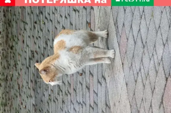 Найдена кошка около Птички в Краснодаре