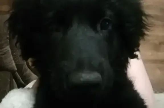 Потерянные животные Калининград, фото: Пропал щенок в Калининграде, запад 39