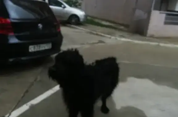 Найден чёрный пёс на ул. Димитрова в Краснодаре