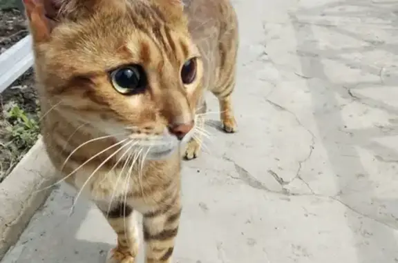 Найден породистый кот в Саратове