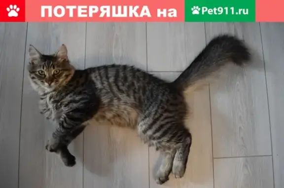 Пропал кот Ватсон, серый с пятнами и полосами, район Большая Черкизовская 26к1, 89091686971, вознаграждение.