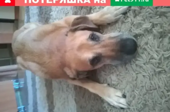 Пропала собака Рыжий кабель Альф в Дровнино, Москва