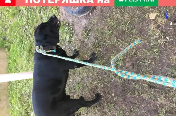 Найден чёрный лабрадор в Разбегаево, Ленинградская область