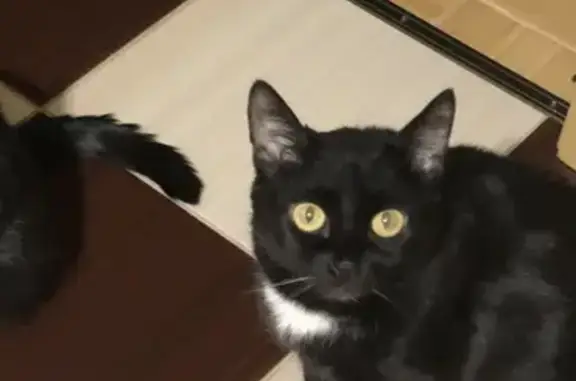 Кошки потеряшки, Казань, фото: Потеряшка кошка Маргоша в Казани