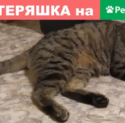 Потерянные животные Новосибирск, фото: Пропала кошка в Новосибирске 4 мая вечером