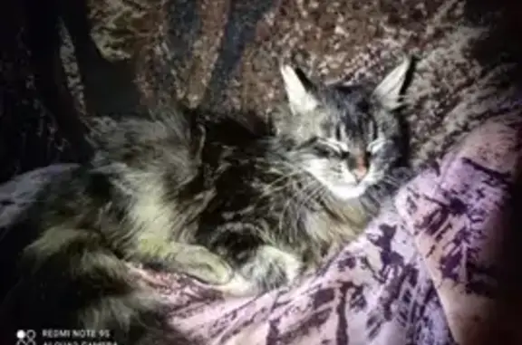 Пропала кошка Тася в Симферополе