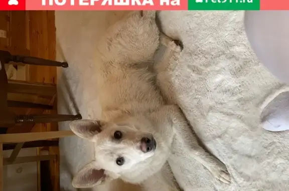 Найдена собака в посёлке Утро Москва