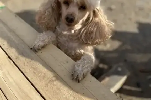 Пропала собака в Красноярске: пудель, абрикосового окраса, с зеленым ошейником.
