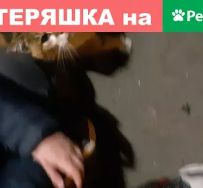 Кошка найдена в Кузьминках, Москва.