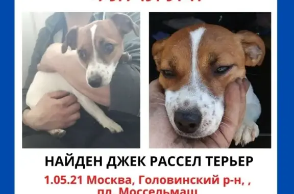 Собака найдена в Москве.