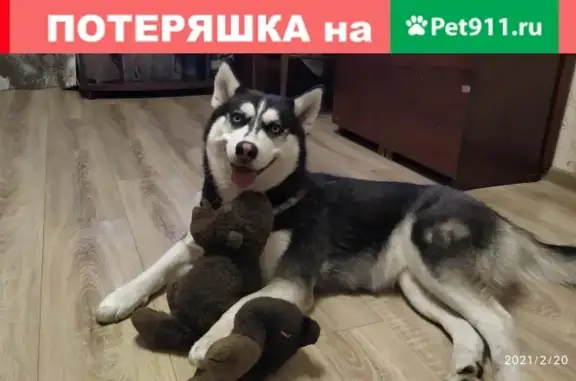 Пропала собака Хаски в Батайске, звоните 89281102666