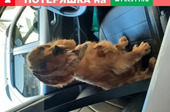 Собаки потеряшки, Шиханы, фото: Потеряшка собака Бим в поселке Шиханы-2, Саратовская область