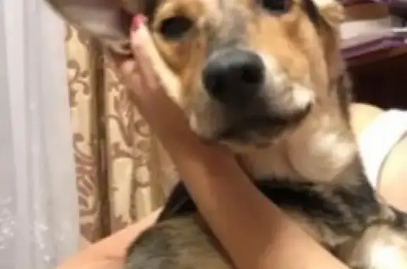 Собаки потеряшки, Москва, фото: Потеряшка собака Тина в Москве