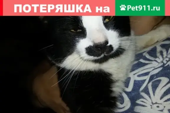 Умный кот найден в Костроме на Речном проспекте