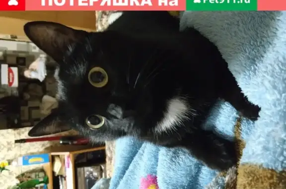 Пропала кошка в Башмаково, Матросова 1